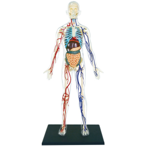 Объемная анатомическая модель 4D Master Тело человека прозрачное (FM-626204) (4894793262044) в Полтаве