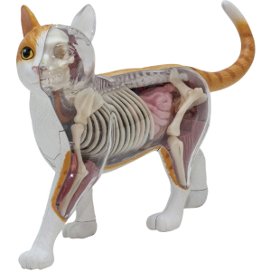 Об'ємна анатомічна модель 4D Master Кіт рудий таббі (FM-622005) (4894793220051) надійний