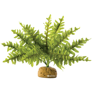 купить Растение Hagen Boston Fern Small (015561229906)