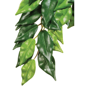 Растение Hagen Ficus Medium (015561230407) ТОП в Полтаве